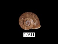 藏品(臺灣大山蝸牛)的圖片